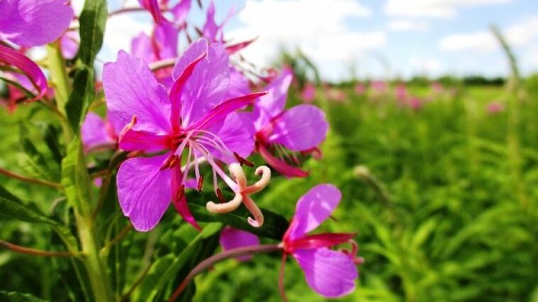 Infiorescenze di Fireweed dagli innegabili benefici per gli uomini