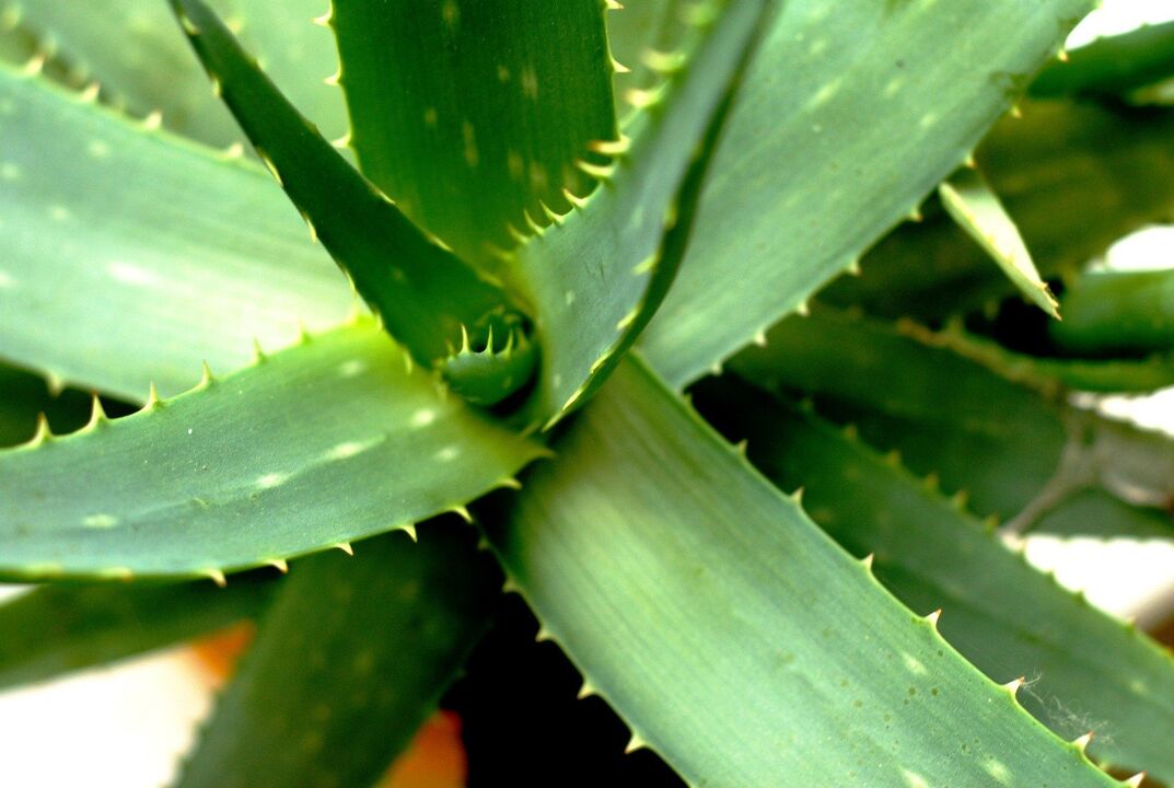 aloe per la potenza maschile