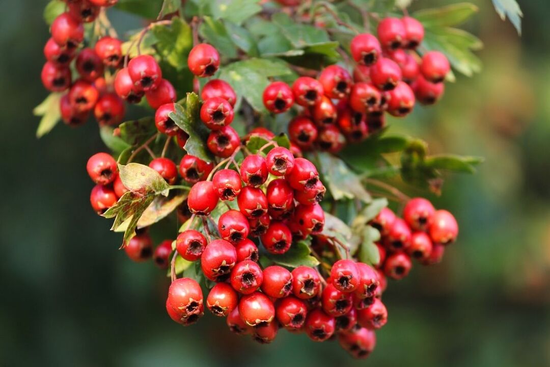 biancospino per potenza