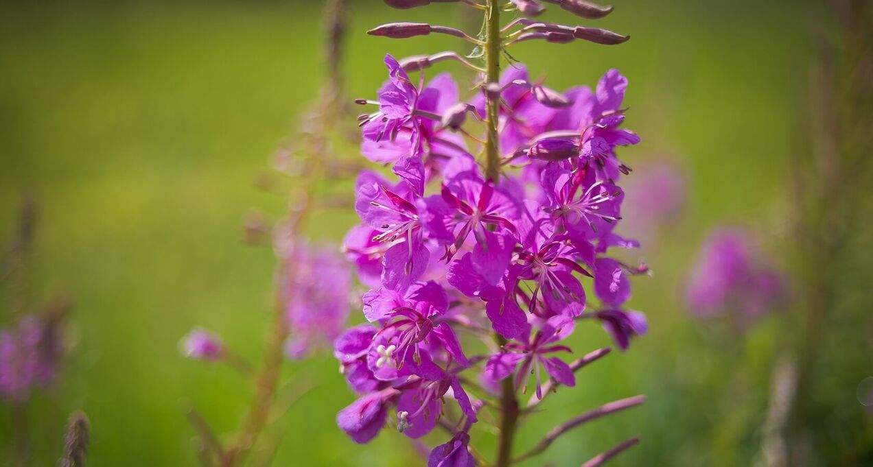 fireweed per la salute degli uomini